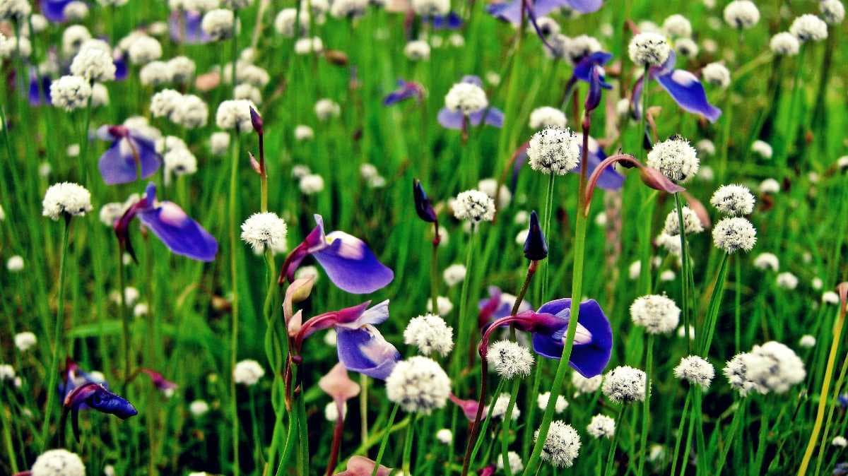 Kaas Plateau travel image