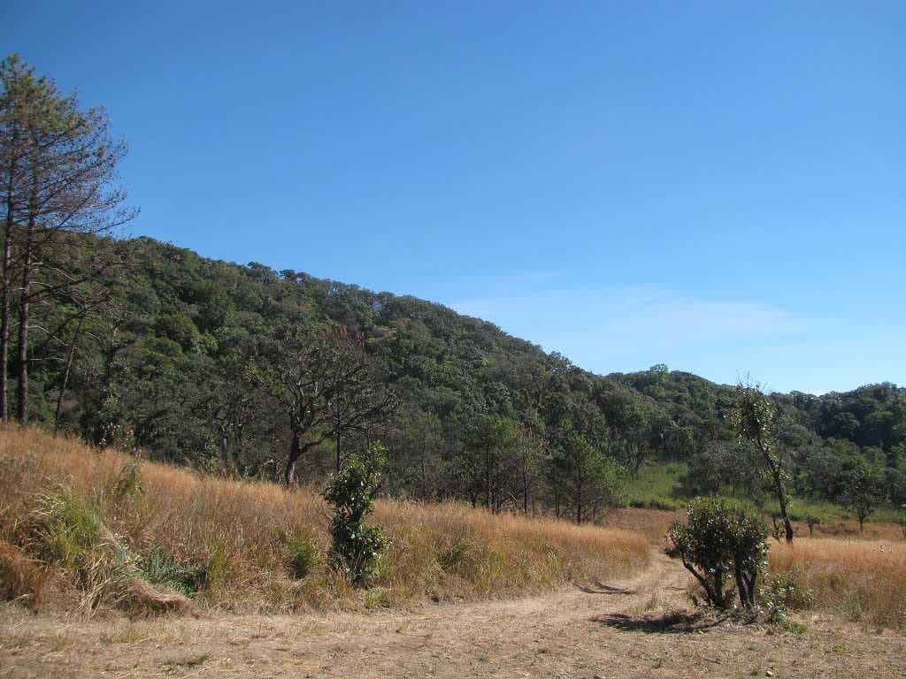 Phawngpu(Blue Mountain) Mizoram4