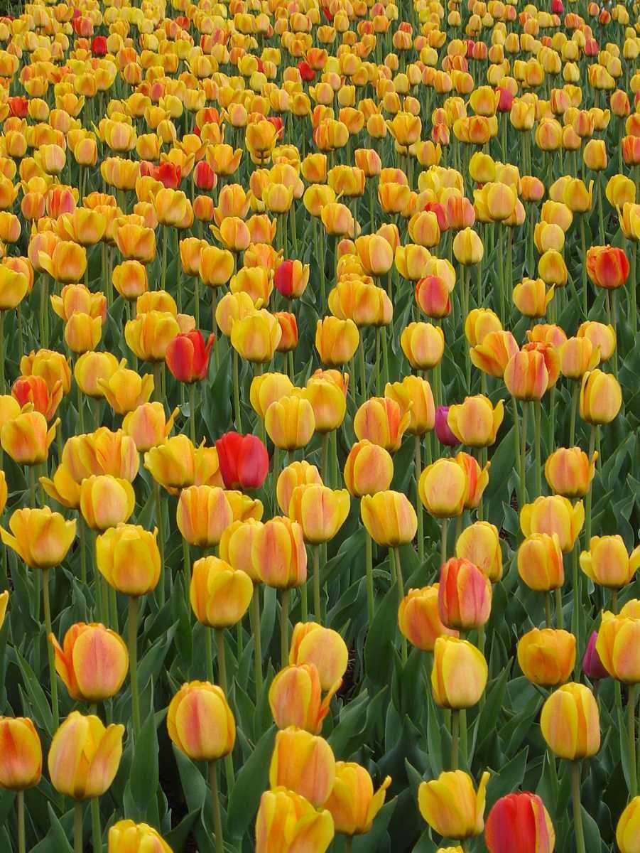 Tulip Festival in Srinagar travel image