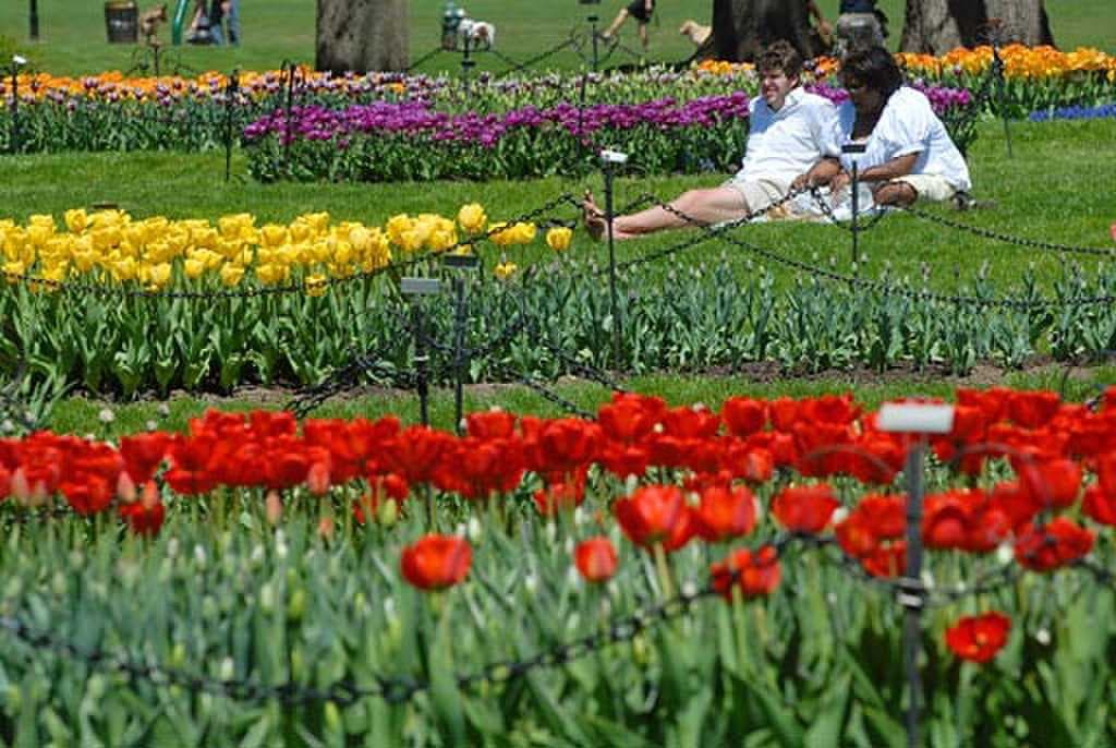 Tulip Festival in Albany, 2007