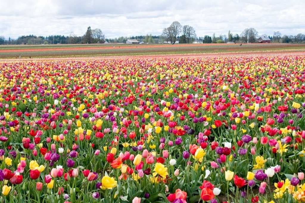 Wooden Shoe Tulip Festival in Woodburn, Oregon, 2007
