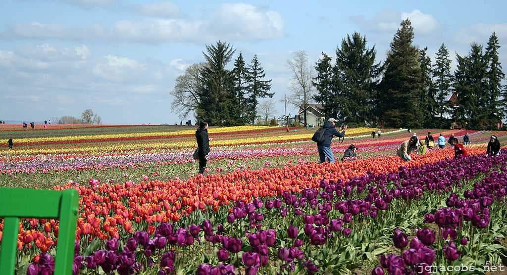 Tulips fields in full bloom on Earth Day, 2011, in Oregon's Willamette Valley.