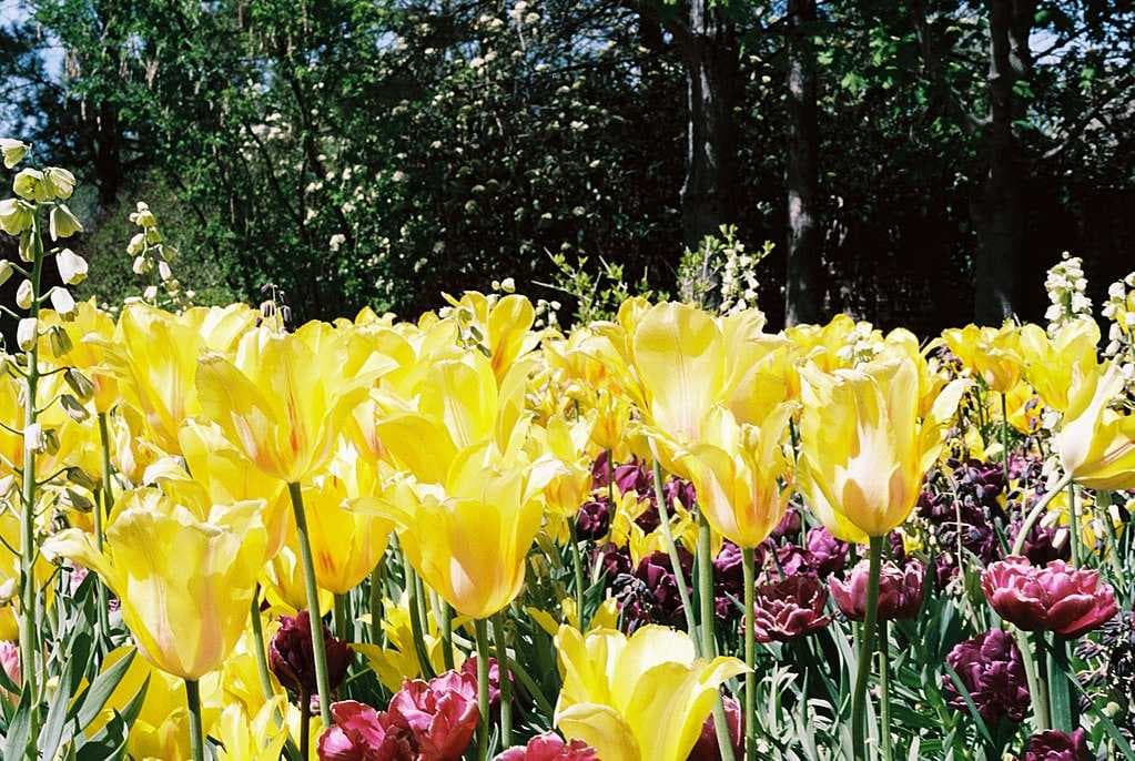 Tulips at Thanksgiving Point tulip festival May, 2018 (Portra 160 film)