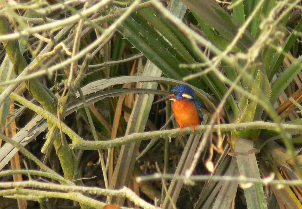 Blue-eared Kingfisher Spotted at Sundarbans National Park