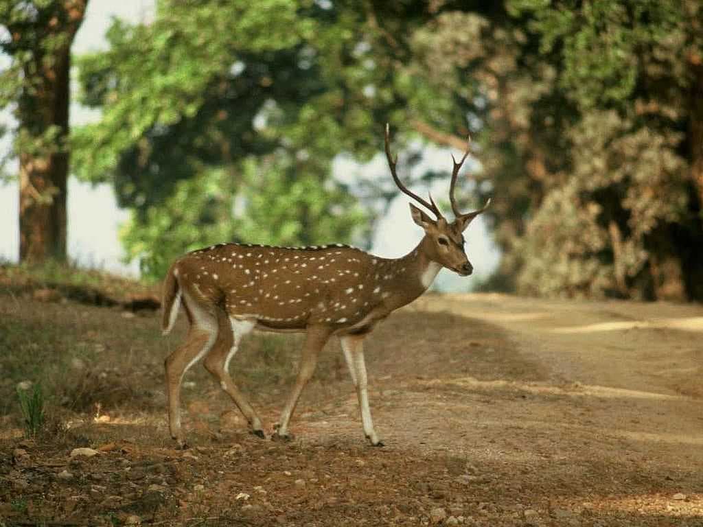 Chittal Deer Spotted at Sundarbans Ecosystem