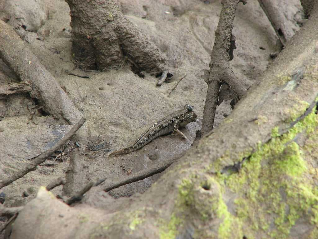A Mudskipper Found at Sundarbans National Park