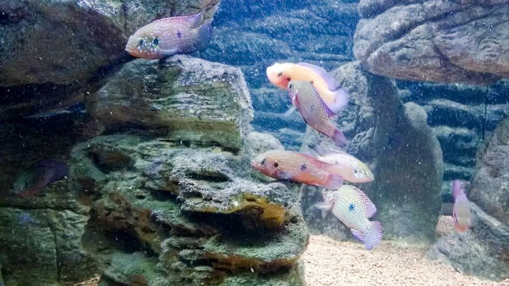 Tinfoil fish in the aquarium.