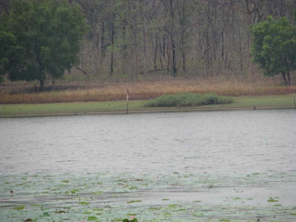 Tadoba lake
