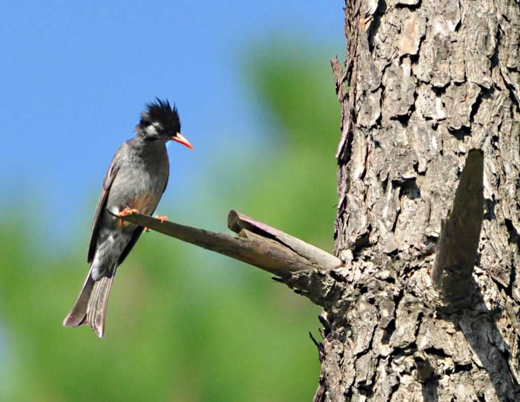 Black Bulbul (Hypsipetes leucocephalus). Solan (Himachal Pradesh). 28-July-2013