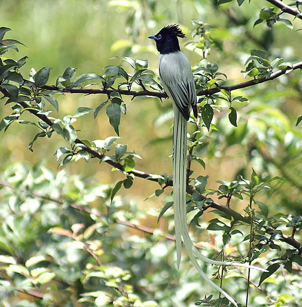 Asian paradise flycatcher in Kullu