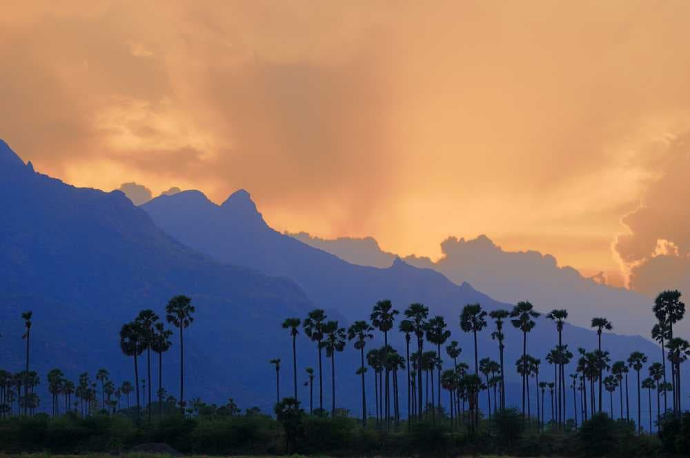 Scenic Dusk View of Agricultural Landscape in Tenkasi