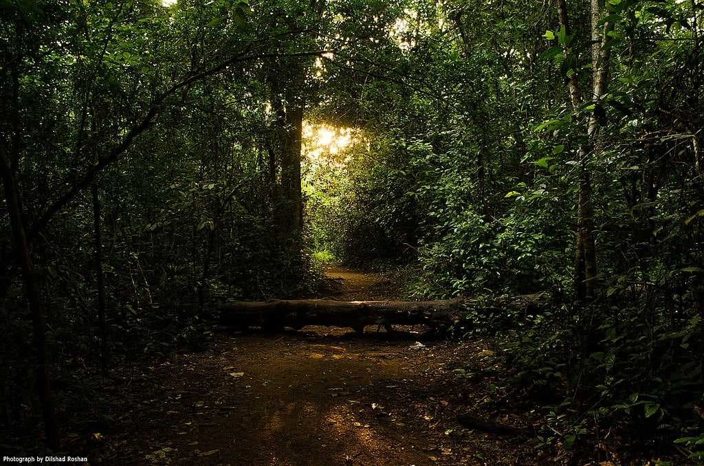 Way to the Old Bhoothathankettu Dam