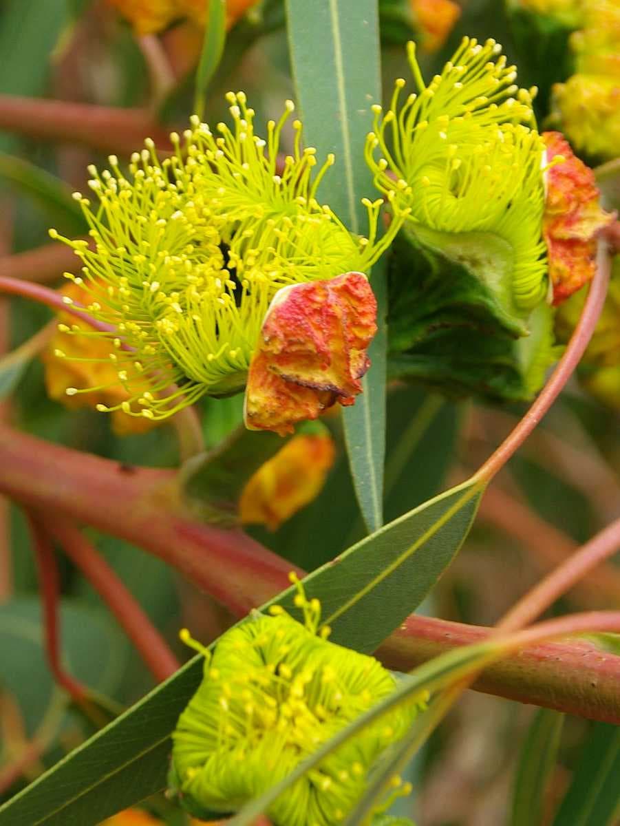 Jarrah Tree, Erythrocorys Flowers and cap