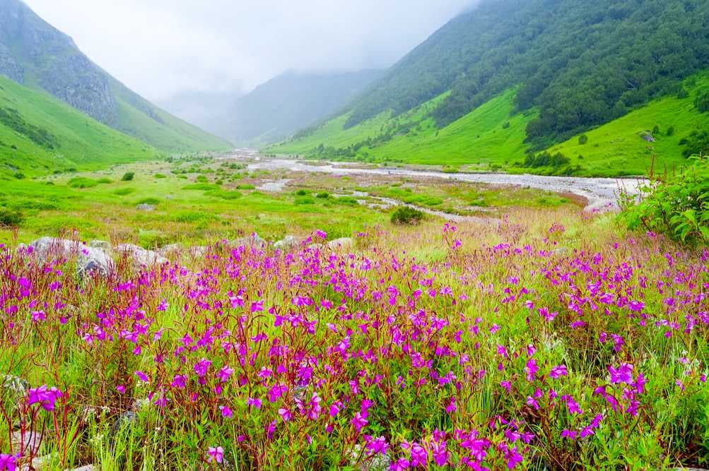 Valley of Flowers