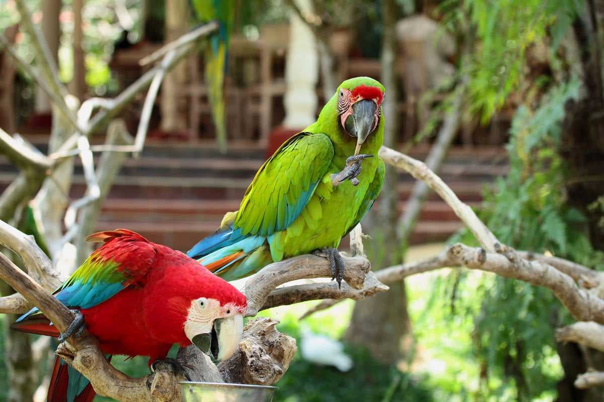Bali Bird and Reptile Park travel image