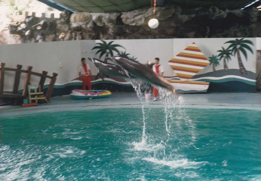 Dolphin show