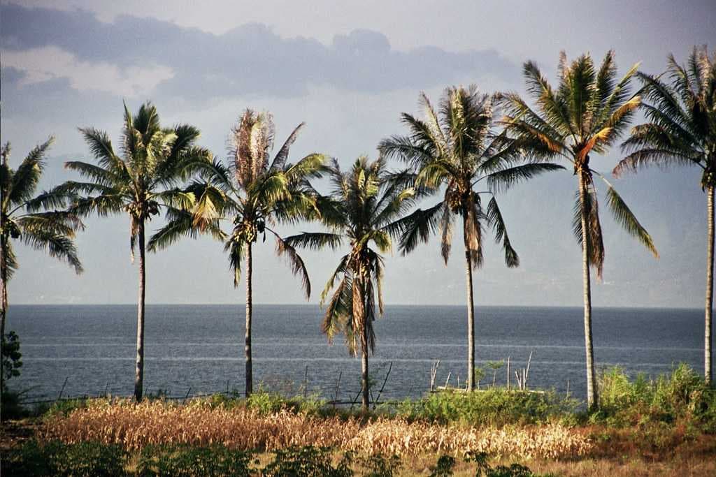 Palm lined road along the beach at Samosir
