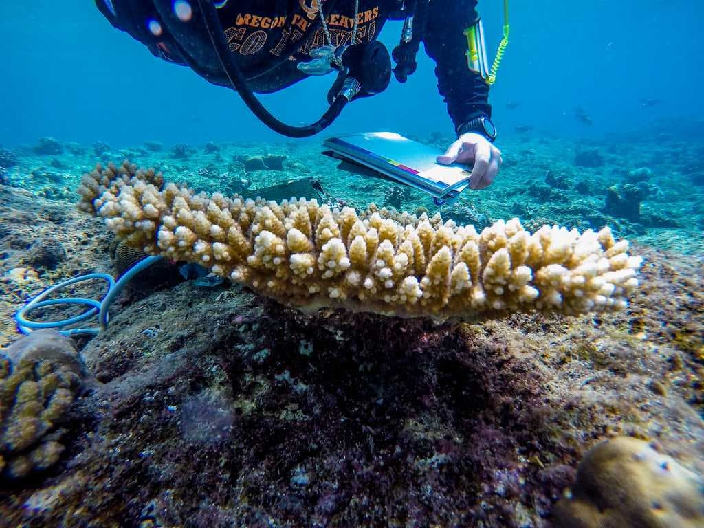 Toyapakeh - Famous Spot for Snorkeling
