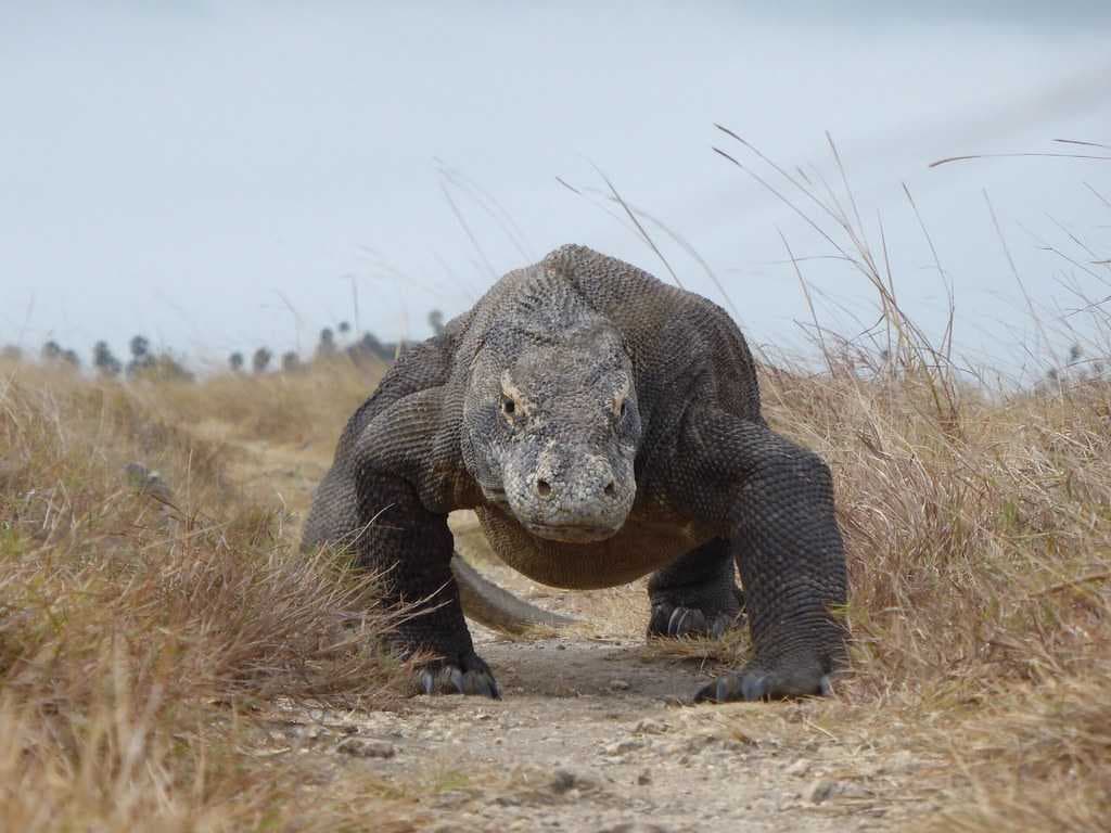 Wild Komodo Dragons Can be Largely Found in Padar Island
