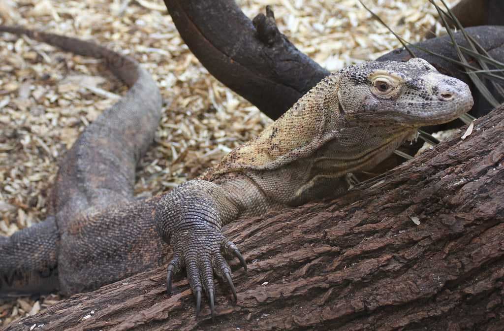 Rinca Island - Natural Habitat of Komodo Dragons