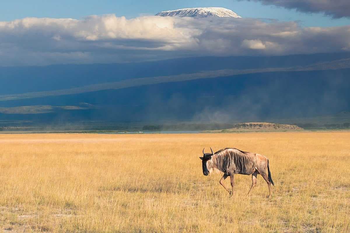 Amboseli National Park