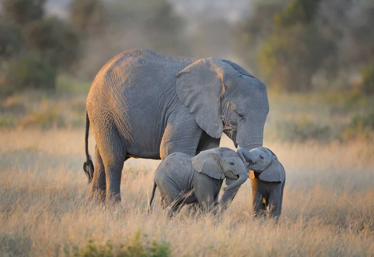 Amboseli National Park