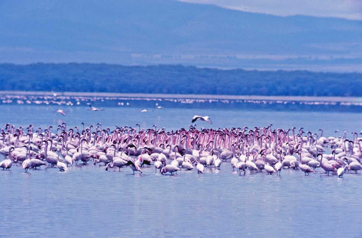 Lake Naivasha National Park