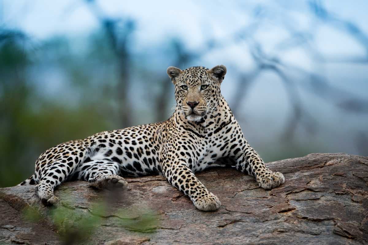 Meru National Park, leopard