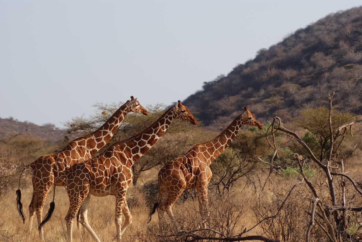 Samburu National park