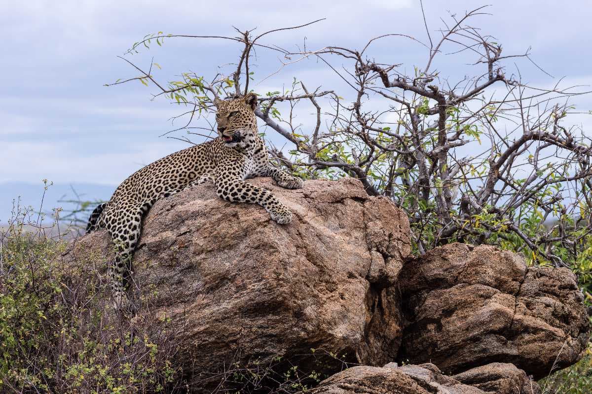 Samburu National Reserve
