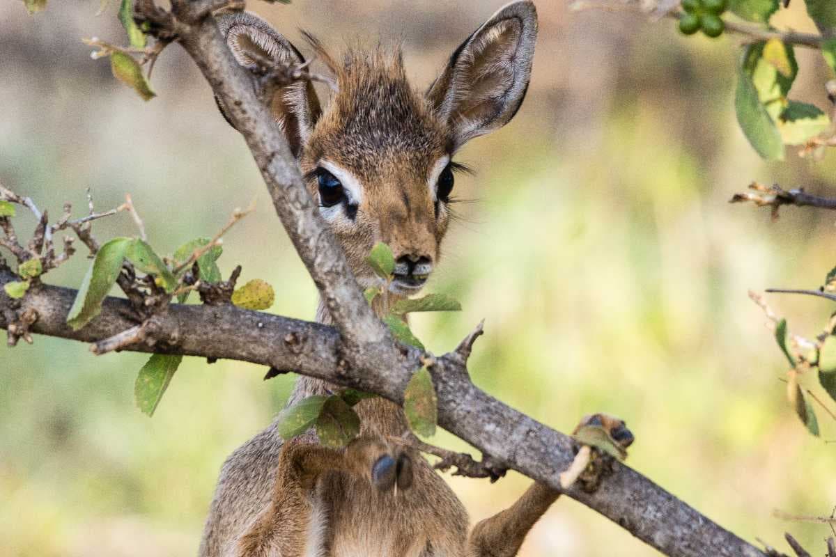 Samburu National Reserve