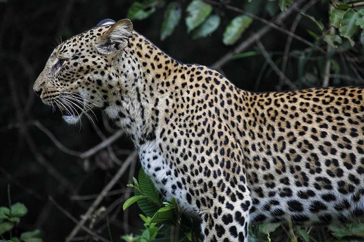 Shimba Hills National Reserve