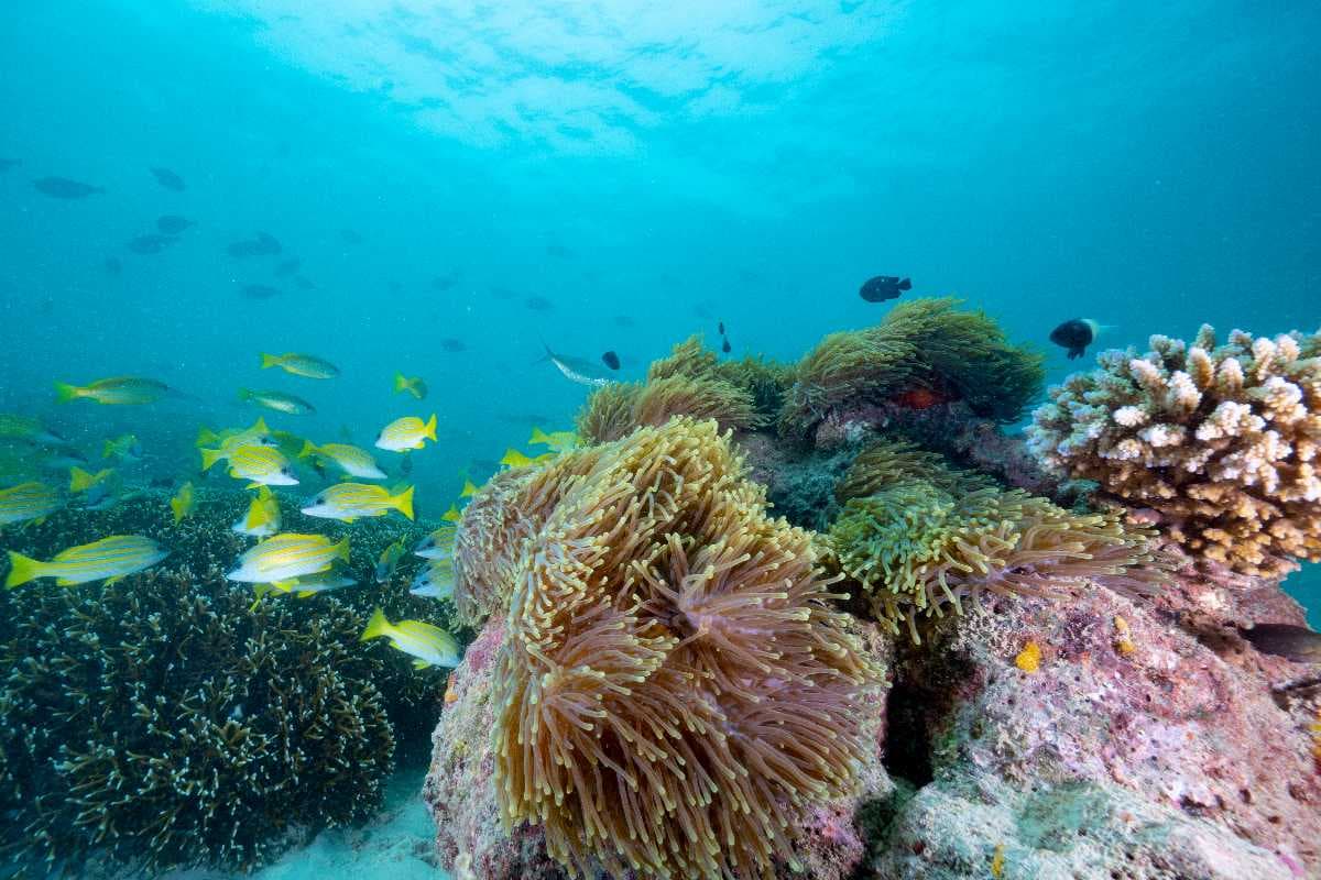 Wasini Island