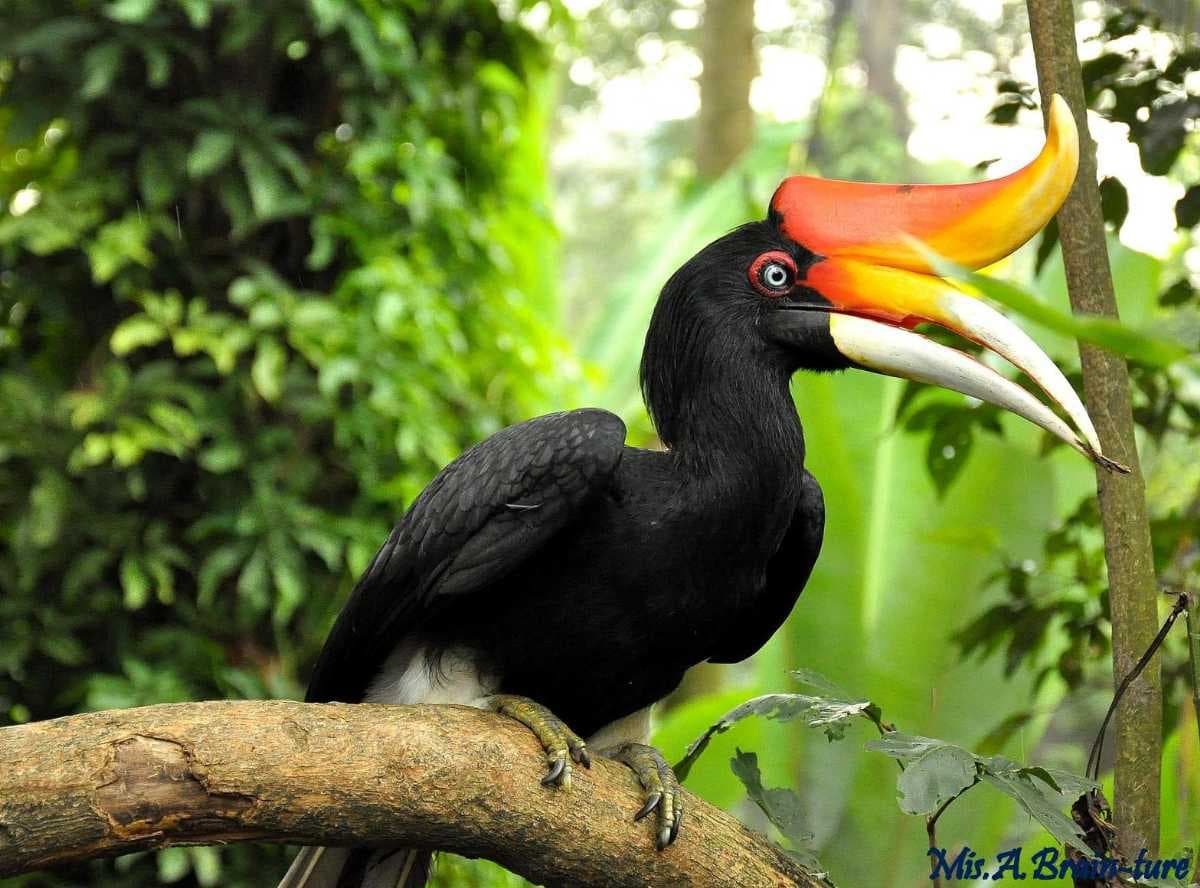 Get greeted by the friendly Rhinoceros Hornbills as soon as you enter the park!