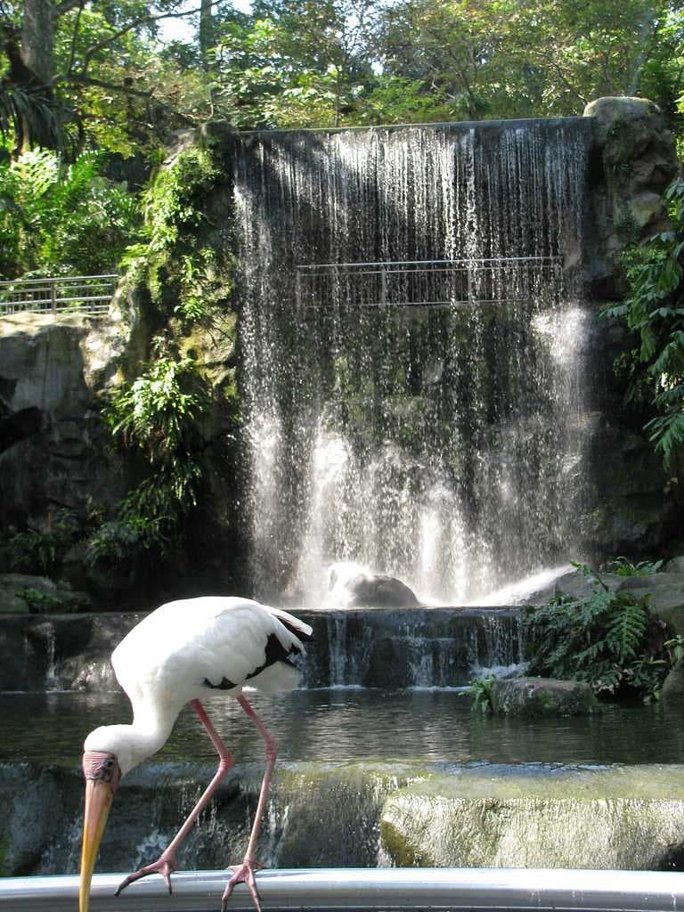Milky Stork and Waterfall at KL Bird Park