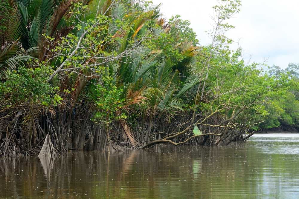 Kuching Wetlands National Park - Occupies an Area of 66 Sq kms