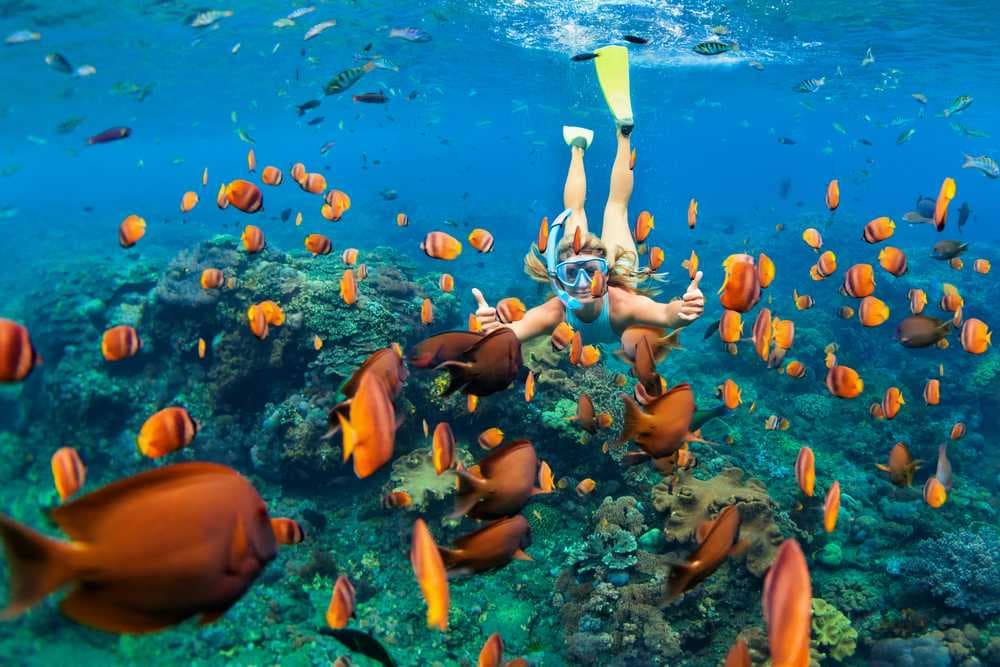 Snorkelling Under Water, Maldives