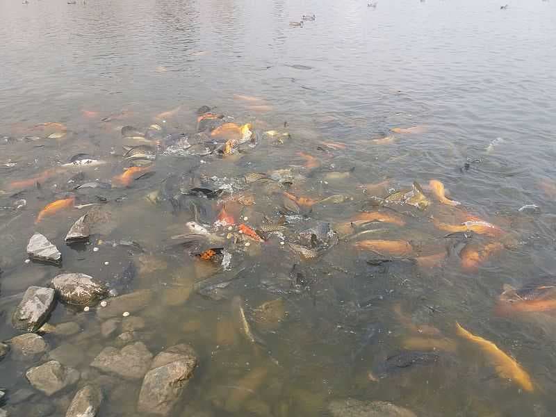 Fishes at Taudaha Lake