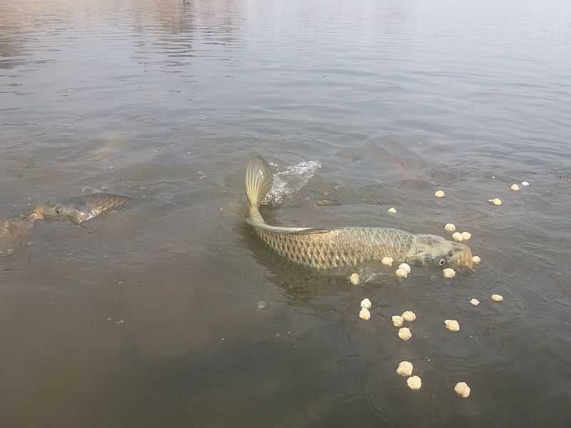 Carp at Taudaha Lake