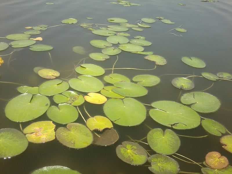 Lotus at Taudaha Lake