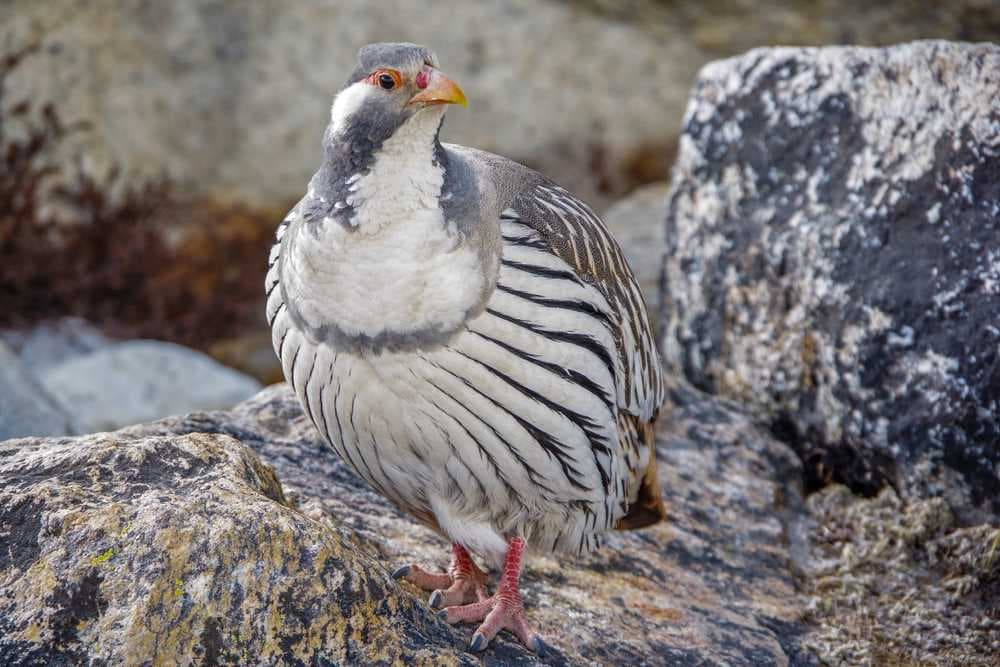 Chukar Partridge - Sagarmatha National Park