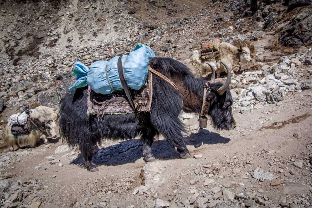 Domestic Yak Used For Transportation