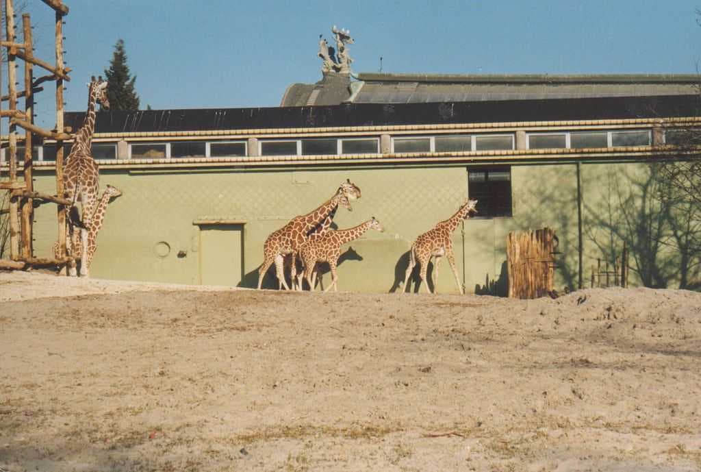 Giraffes and monumental building