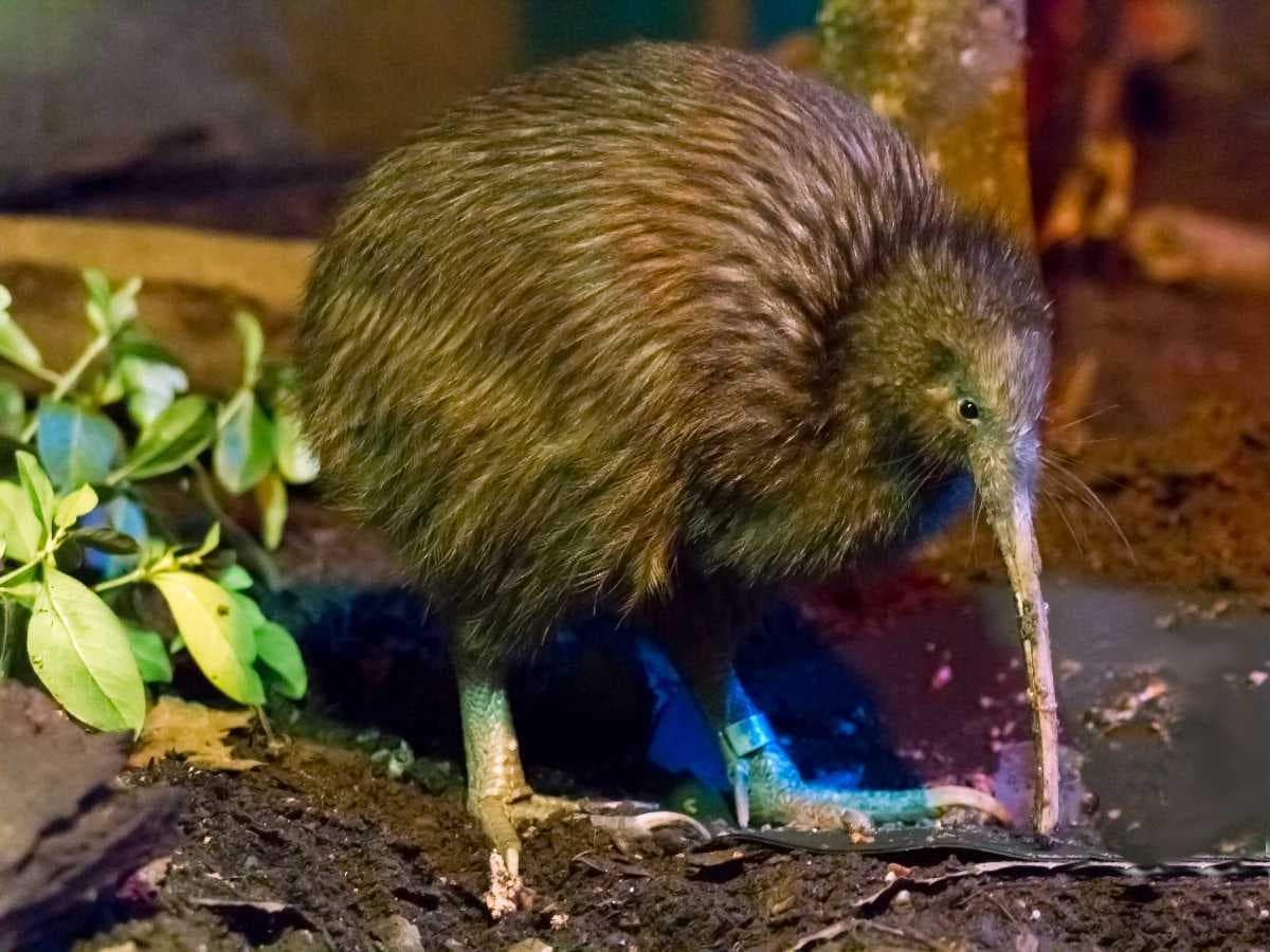 New Zealand travel image