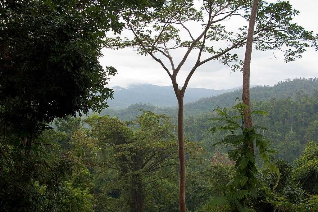 Primary tropical moist rainforest in central Palawan
