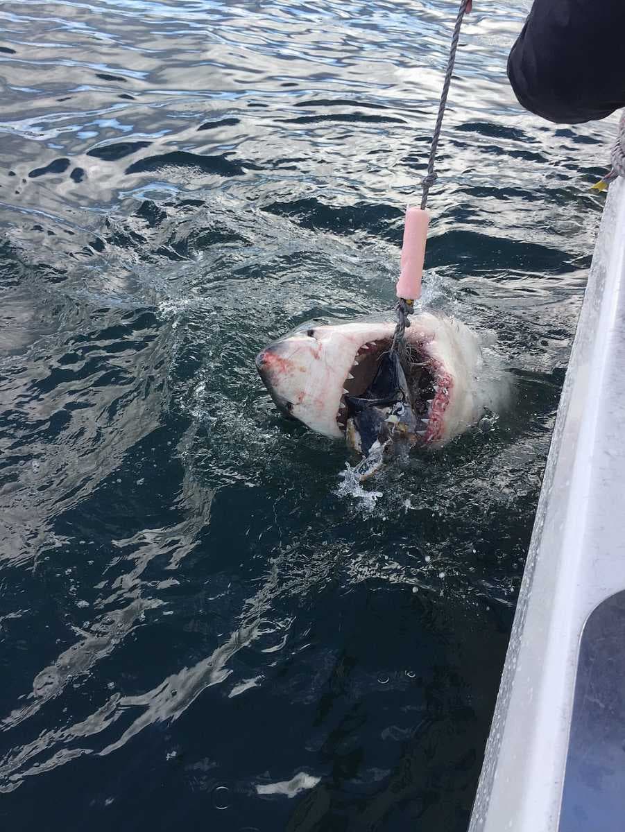 Great White Shark, Mossel Bay