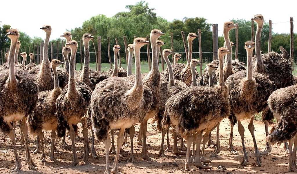Oudtshoorn travel image