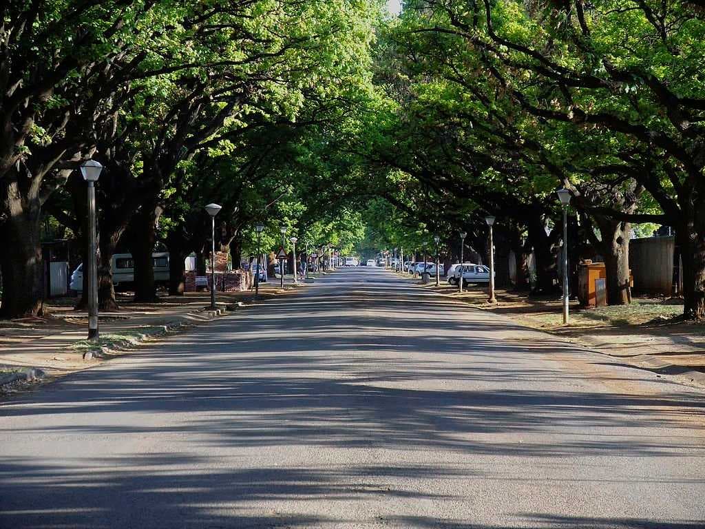 Oak Avenue, one of many oak-lined streets near the university