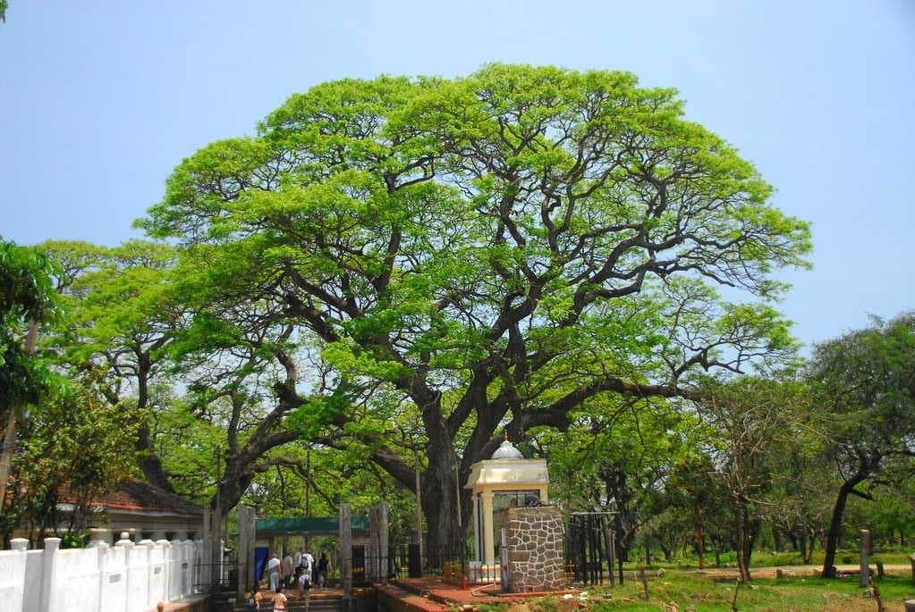 Sri Maha Bodhi