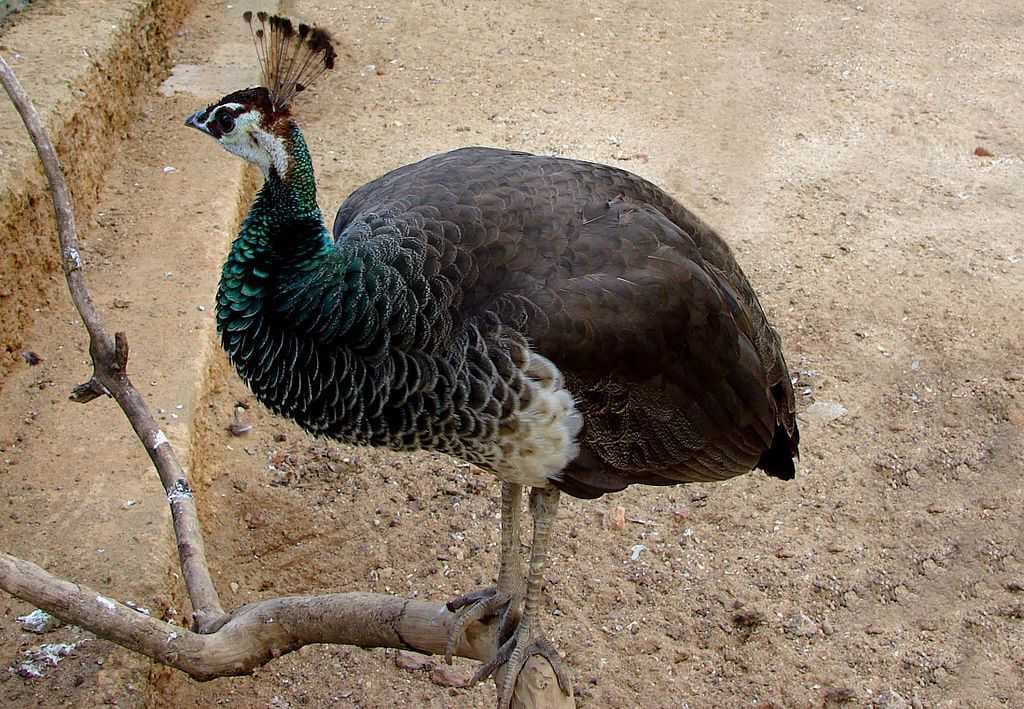 Colombo Dehiwala Zoo travel image